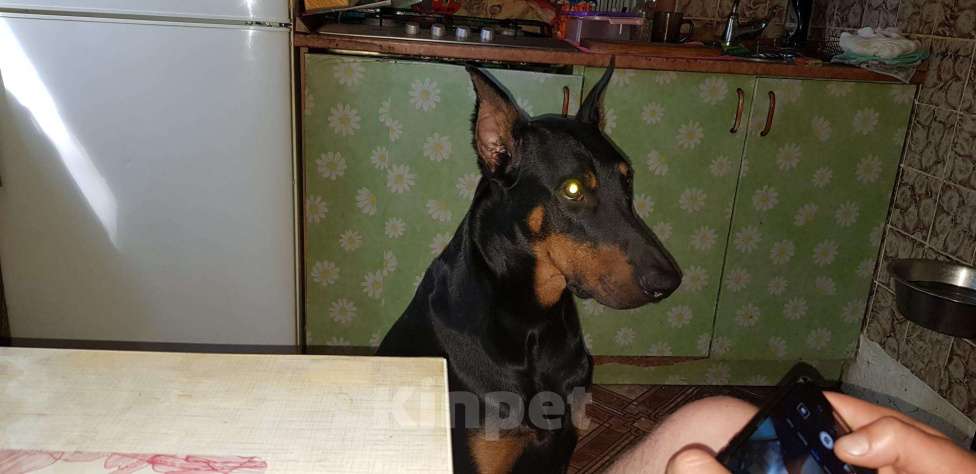 Собаки в Щербинке: Кобель на вязку Мальчик, Бесплатно - фото 1
