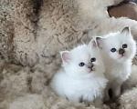 Кошки в Саратове: Рэгдолл  Девочка, 80 000 руб. - фото 1