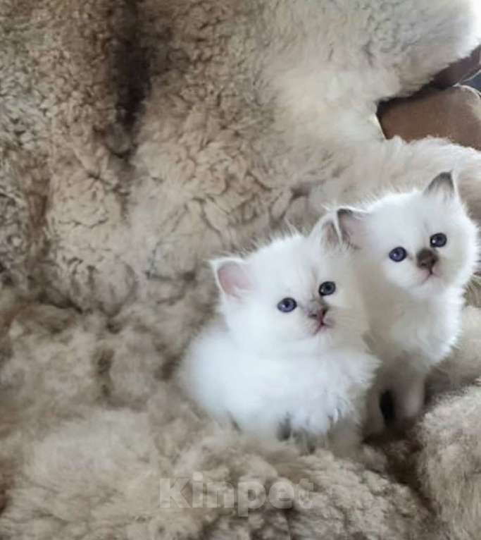 Кошки в Саратове: Рэгдолл  Девочка, 80 000 руб. - фото 1