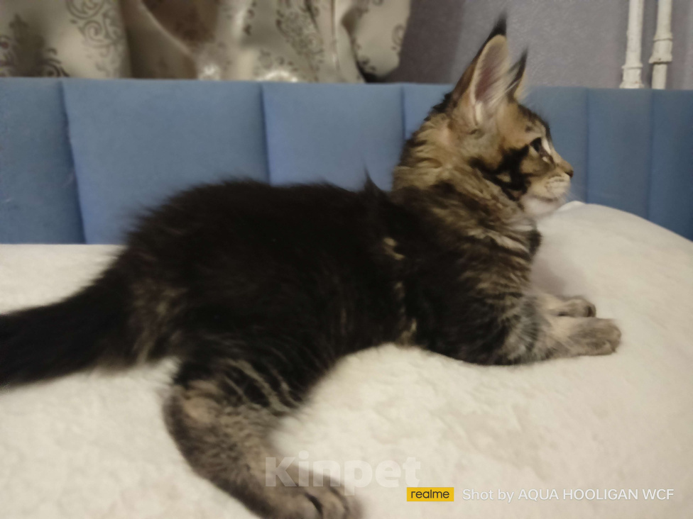 Кошки в Санкт-Петербурге: Бриллиант Аква Хулиган Девочка, 65 000 руб. - фото 1