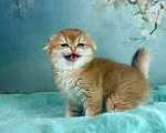 Кошки в Саранске: Вислоухая девочка золотая шиншилла Девочка, 50 000 руб. - фото 2