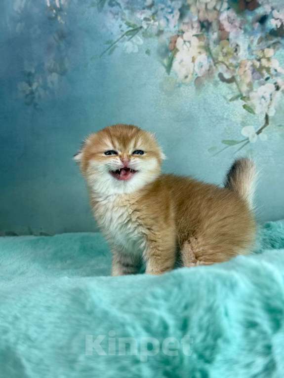 Кошки в Саранске: Вислоухая девочка золотая шиншилла Девочка, 50 000 руб. - фото 2