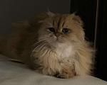 Кошки в Нижнем Новгороде: Отдам в добрые руки Мальчик, Бесплатно - фото 2
