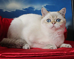 Кошки в Клине: Котик с синими глазами Мальчик, 25 000 руб. - фото 2