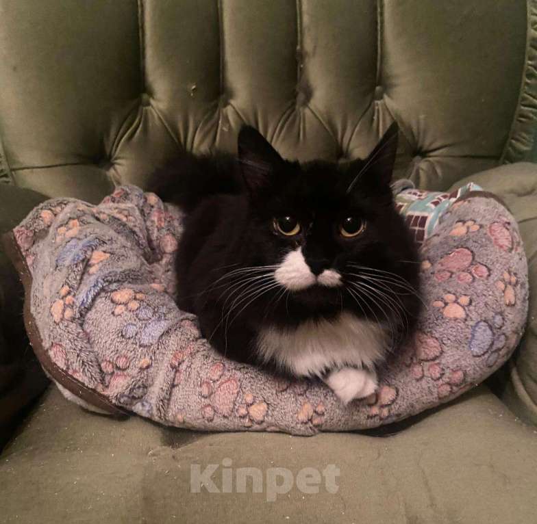 Кошки в Москве: Спокойная пушистая маркизная красавица Мотя в добрые руки Девочка, 1 руб. - фото 7