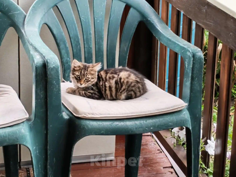 Кошки в других городах Московской области: 2 котенка Мальчик, Бесплатно - фото 2