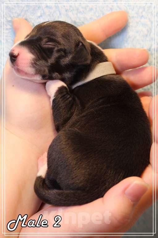 Собаки в Москве: Интересный щенок уиппета Мальчик, Бесплатно - фото 6