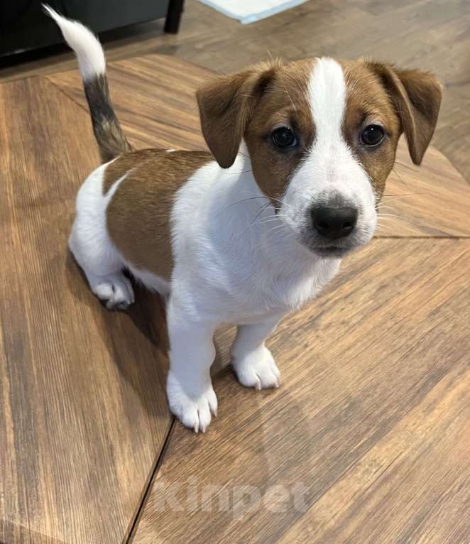 Собаки в Ярославле: Щенки Джек Рассел терьера Мальчик, Бесплатно - фото 2