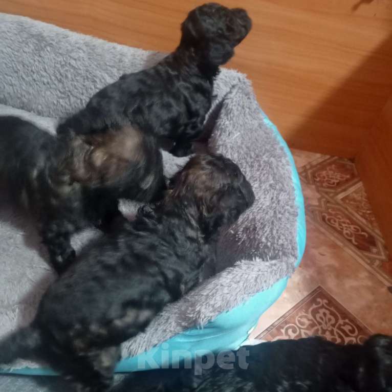 Собаки в Белово: Щеночки карликового пуделя Мальчик, 25 000 руб. - фото 1