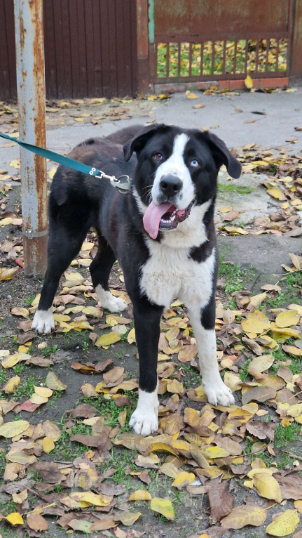 Собаки в Ростове-на-Дону: Алабай в добрые руки Мальчик, Бесплатно - фото 2