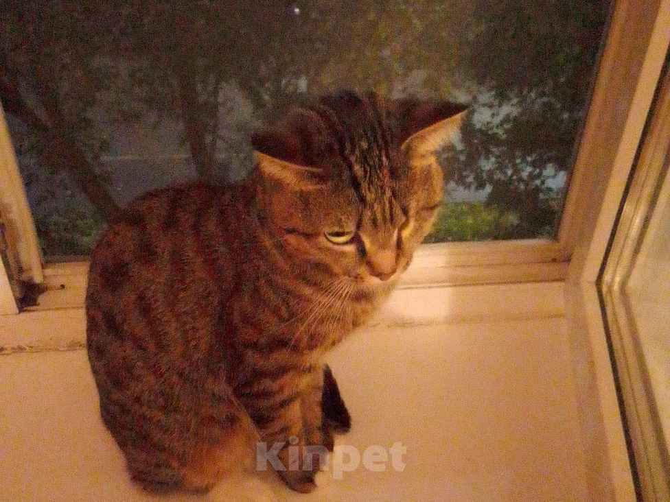Кошки в Тобольске: Кот Васька Мальчик, Бесплатно - фото 1