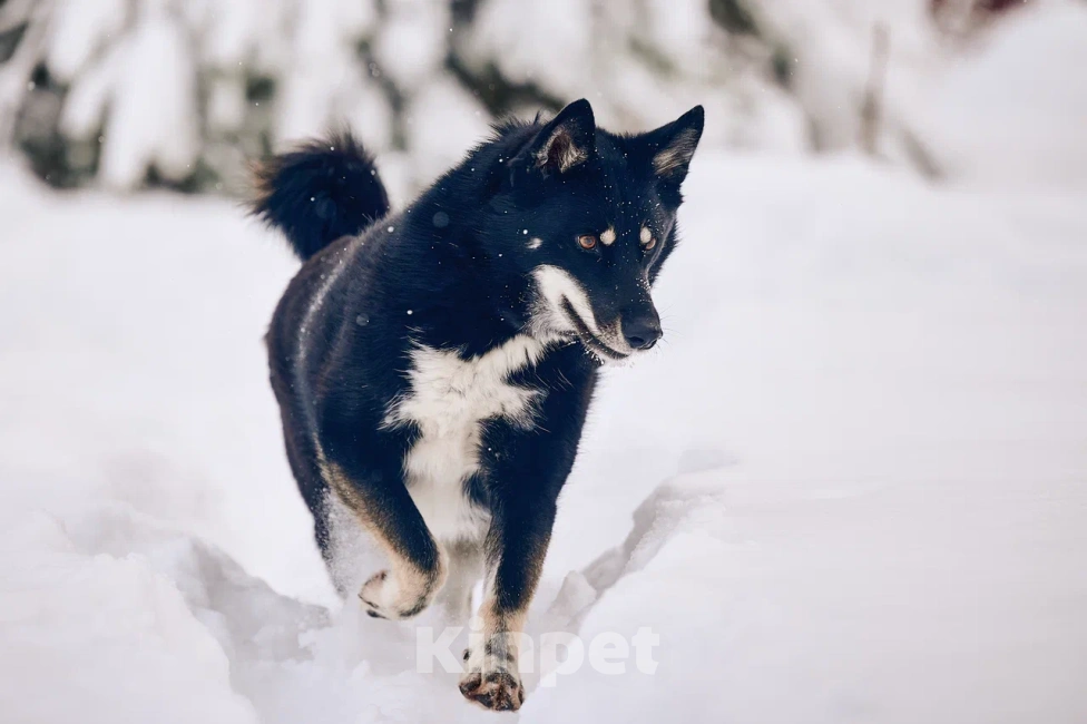 Собаки в других городах Московской области: Джек якутенок Мальчик, Бесплатно - фото 5