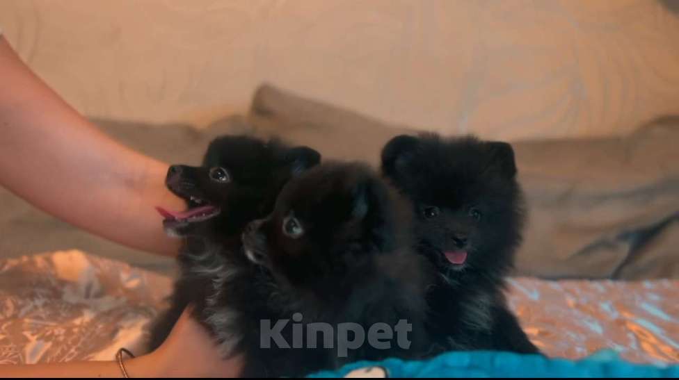 Собаки в Люберцах: Ищут семью 2 девочки и один мальчик  Девочка, 40 000 руб. - фото 2