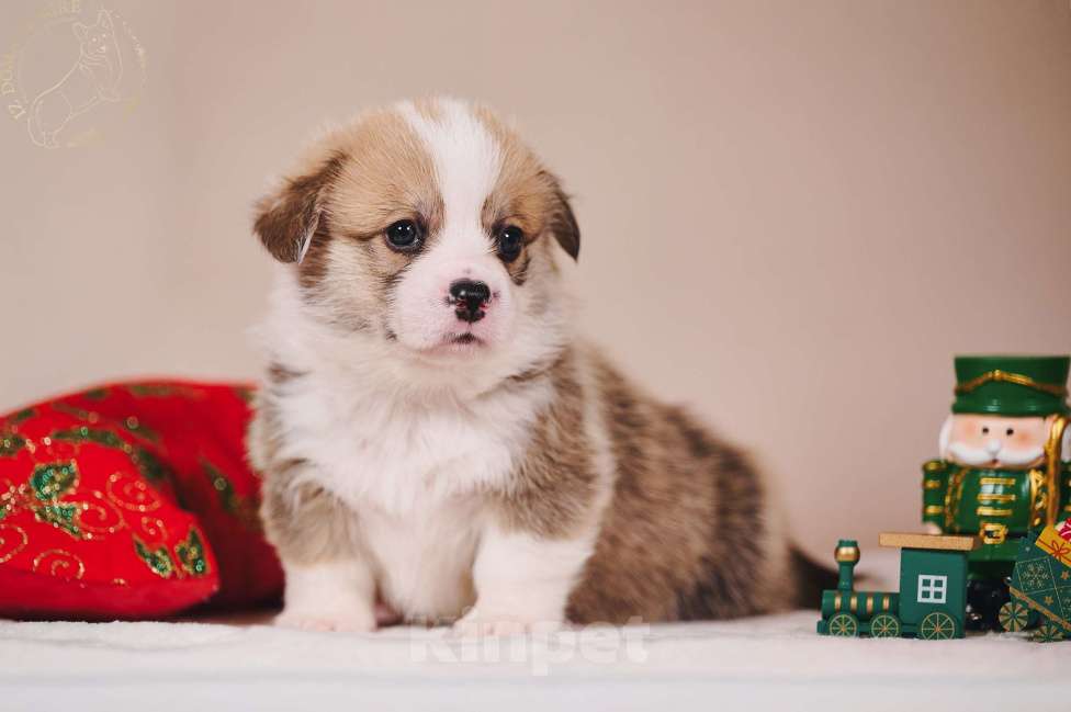 Собаки в Москве: Щенок вельш корги пемброк  по кличке Свежий ветер.... Мальчик, 100 000 руб. - фото 4