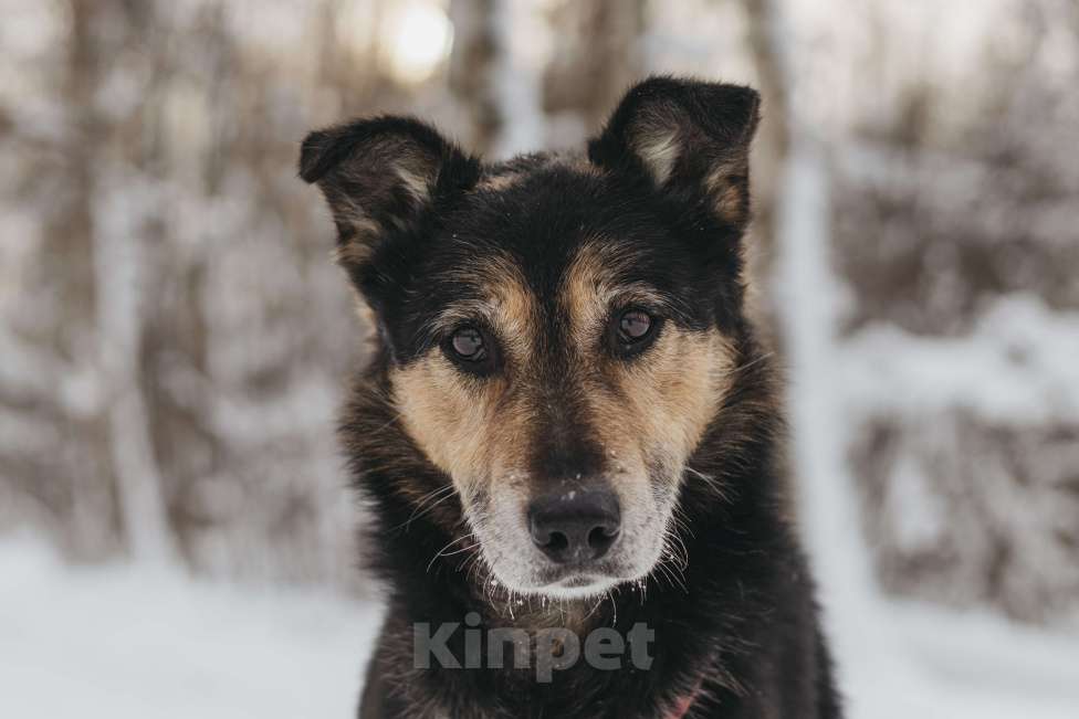 Собаки в Москве: Собака в добрые руки Мальчик, Бесплатно - фото 2