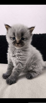 Котенок мейн-кун