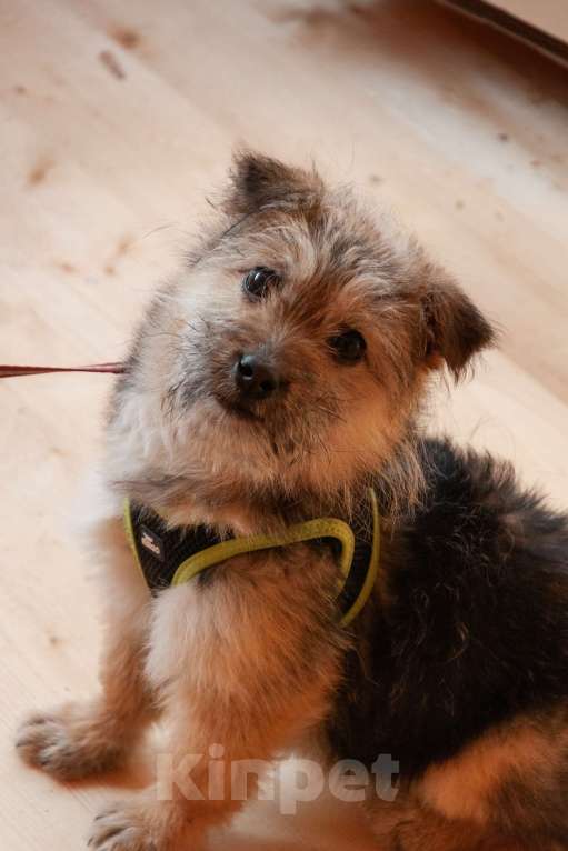 Собаки в Ногинске: Маленькая собачка Кэтрин ищет дом Девочка, Бесплатно - фото 2