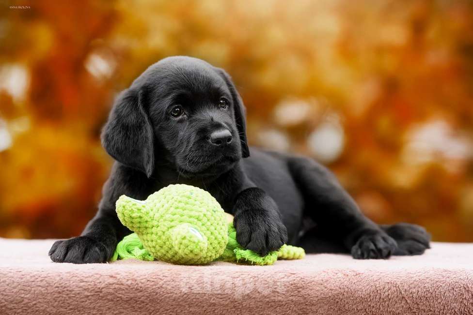 Собаки в Ярославле: Щенки лабрадора,девочки Девочка, 60 000 руб. - фото 5