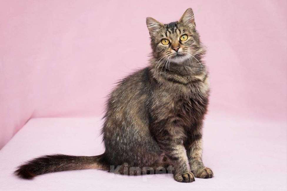 Кошки в Москве: Пушистая кошечка в добрые руки Девочка, Бесплатно - фото 3