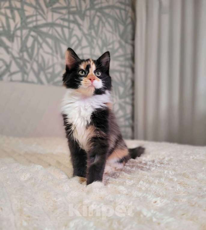 Кошки в Москве: Котёнок Фиона в добрые руки  Девочка, Бесплатно - фото 4