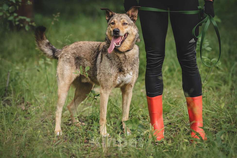 Собаки в Москве: Особенный Немо в поиске особенного человека! Мальчик, Бесплатно - фото 5