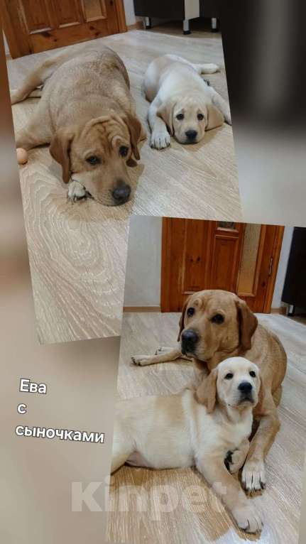 Собаки в других городах Краснодарского края: Щенки лабрадор-ретривер Мальчик, Бесплатно - фото 5