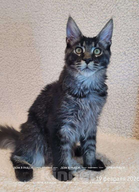 Кошки в других городах Ленинградской области: Кот мейн-кун Y Lucik Raksi Line Мальчик, Бесплатно - фото 5
