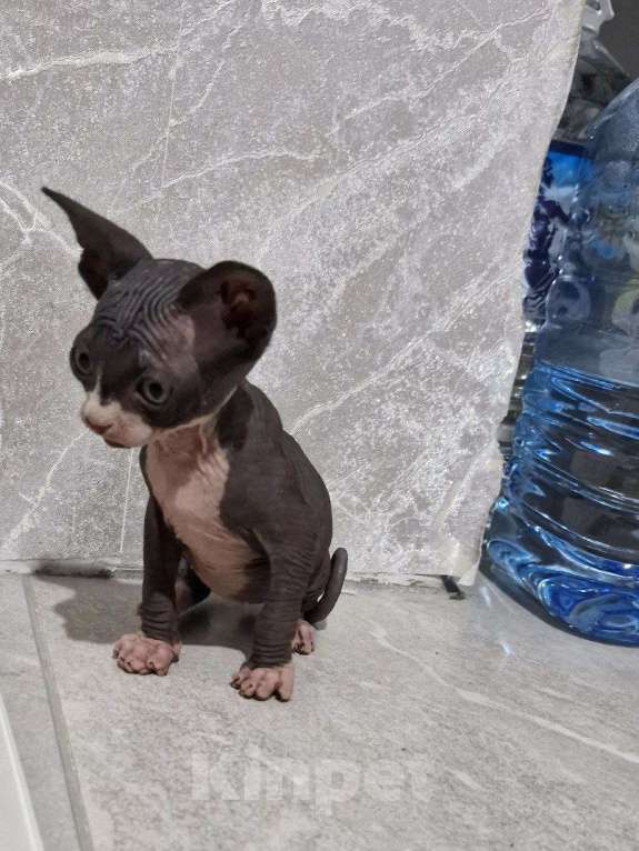 Кошки в Владивостоке: Канадский сфинкс, котята Мальчик, 30 000 руб. - фото 2