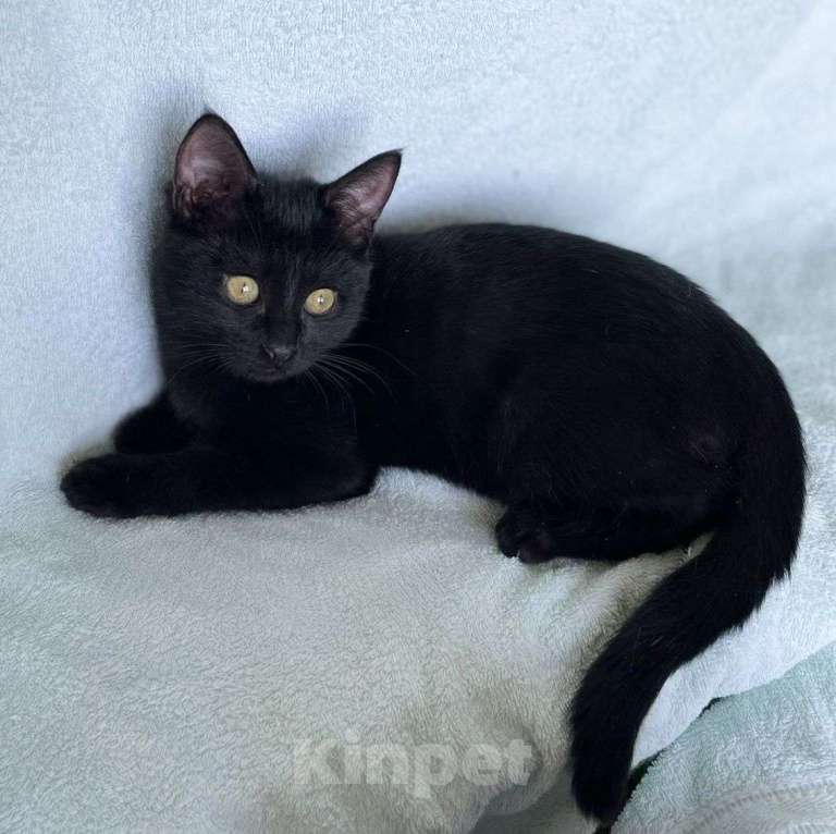 Кошки в Москве: Черный котенок девочка в дар Девочка, Бесплатно - фото 3