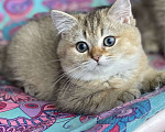 Кошки в Клине: Яша Мальчик, 27 000 руб. - фото 3