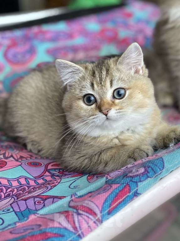 Кошки в Клине: Яша Мальчик, 27 000 руб. - фото 3