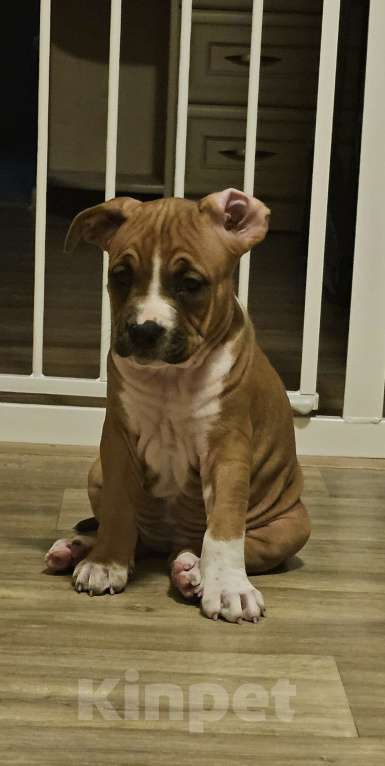 Собаки в Красногорске: Девочка 5 Девочка, 50 000 руб. - фото 2