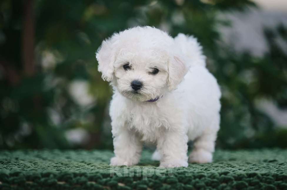 Собаки в Видном: Щенок Бишон фризе Мальчик, 50 000 руб. - фото 6