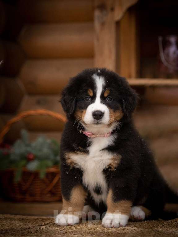 Собаки в Санкт-Петербурге: Щенки бернского зенненхунда. РКФ. Девочка, 90 000 руб. - фото 2