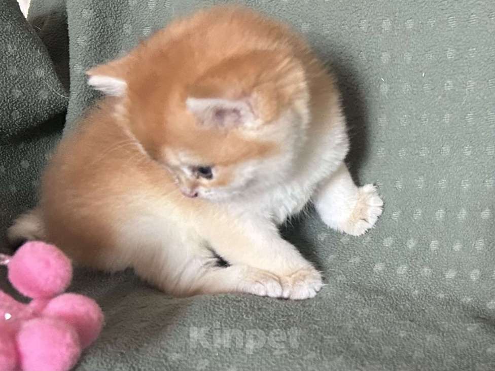 Кошки в Москве: Золотая шиншилла Девочка  Девочка, 50 000 руб. - фото 2