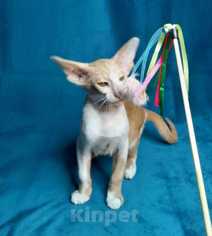 Кошки в Нижнем Новгороде: Ориентальный котик Мальчик, Бесплатно - фото 5