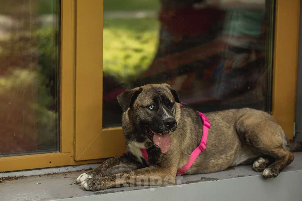 Собаки в Москве: Тина - энергия и мощь с нежной душой ❤️ Девочка, Бесплатно - фото 2