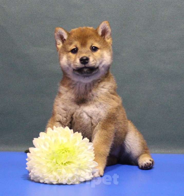 Собаки в Москве: Щенки сиба ину Девочка, 40 000 руб. - фото 1