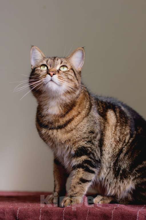 Кошки в Москве: Шикарный мраморный кот в добрые руки Мальчик, Бесплатно - фото 8