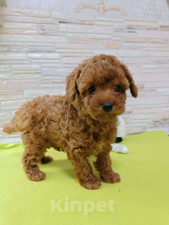 Собаки в Ивантеевке: той пудель девочка Девочка, 100 000 руб. - фото 3