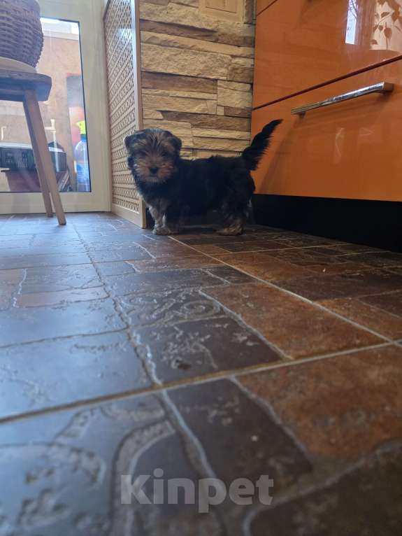 Собаки в Владимире: Щенок йоркширского терьера Мальчик, 16 000 руб. - фото 3