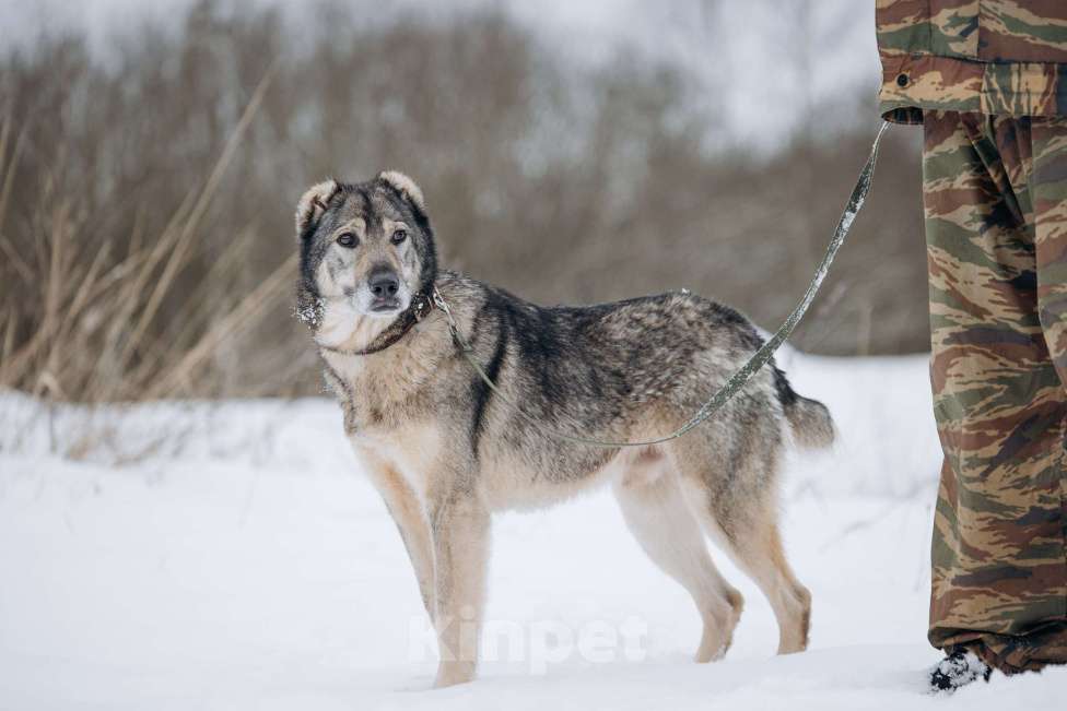 Собаки в Москве: Собака-компаньон, добрый мальчик в поисках семьи Мальчик, Бесплатно - фото 8