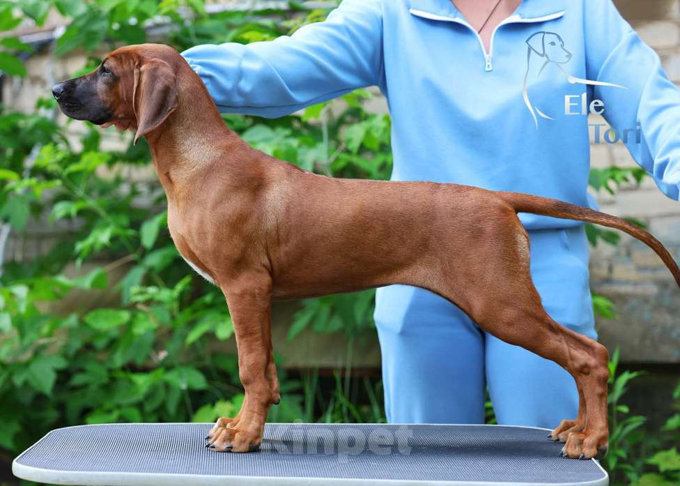 Собаки в Москве: Лучшая девочка родезийского риджбека Девочка, 120 000 руб. - фото 3