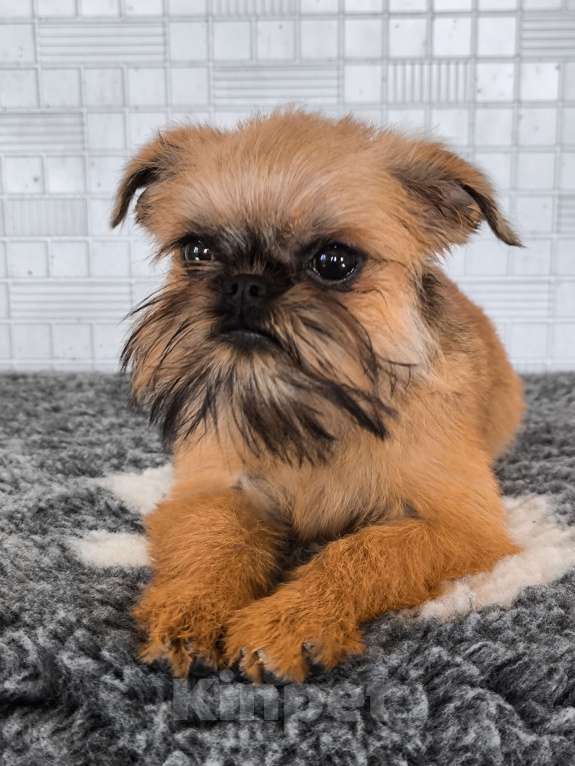 Собаки в Хабаровске: Щенок брюссельского гриффона Девочка, 45 000 руб. - фото 3