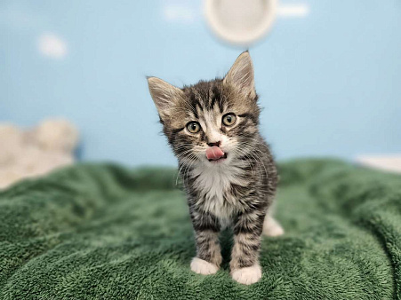 котята мальчики.1,5 мес