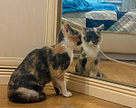 Кошки в Москве: Радуга ищет дом и семью! Девочка, Бесплатно - фото 5