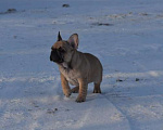 Собаки в Москве: Девочка французского бульдога  Девочка, 50 000 руб. - фото 1