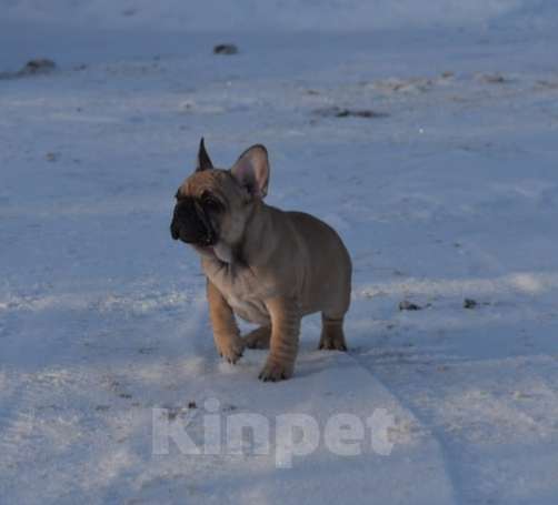 Собаки в Москве: Девочка французского бульдога  Девочка, 50 000 руб. - фото 1