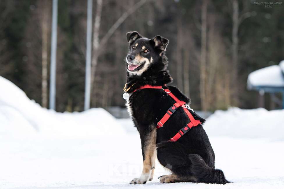 Собаки в Наро-Фоминске: Очень ласковая Сирена Девочка, Бесплатно - фото 3
