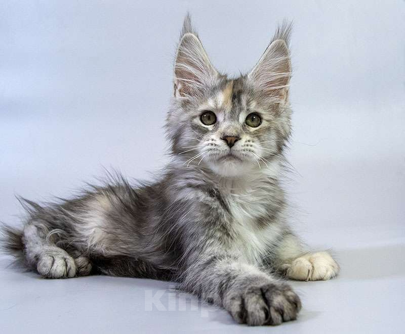 Кошки в Москве: Котенок мейн кун Девочка, Бесплатно - фото 1